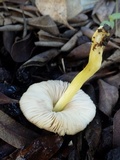 Pluteus romellii image