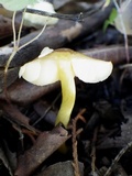 Pluteus romellii image