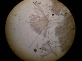 Verpa conica image