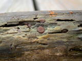 Pachyella clypeata image