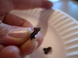 Pachyella clypeata image
