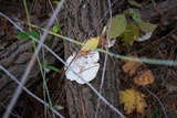 Trametes gibbosa image
