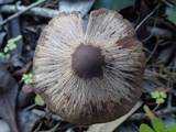 Psathyrella bipellis image