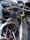 Psathyrella bipellis image