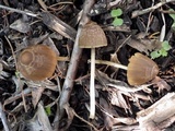 Parasola conopilea image