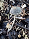 Coprinellus callinus image