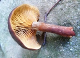Lactarius subumbonatus image