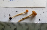Rickenella fibula image