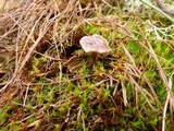 Rhodocybe caelata image
