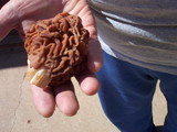 Gyromitra caroliniana image
