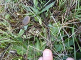 Image of Entoloma vindobonense