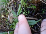Entoloma vindobonense image
