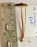Entoloma vindobonense image