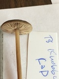 Entoloma vindobonense image