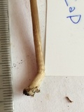 Entoloma vindobonense image
