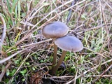 Entoloma sericeum image
