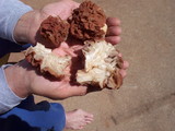 Gyromitra caroliniana image
