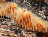Sarcodontia setosa image