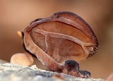 Auricularia angiospermarum image