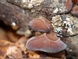 Auricularia angiospermarum image