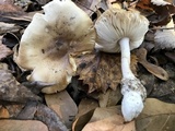 Amanita murrilliana image