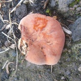 Lactarius rugatus image