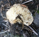 Lactarius rugatus image