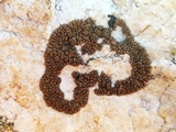 Acarospora rosulata image