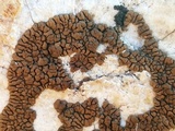 Acarospora rosulata image