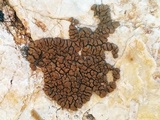 Acarospora rosulata image