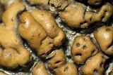 Acarospora rosulata image