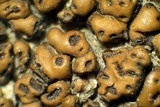 Acarospora rosulata image