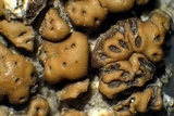 Acarospora rosulata image