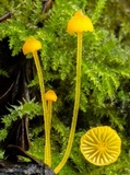 Mycena oregonensis image