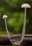 Roridomyces roridus image