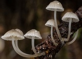 Mycena subcana image