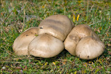 Melanoleuca cognata image