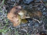 Boletus impolitus image