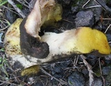 Boletus impolitus image