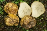 Rhizopogon occidentalis image