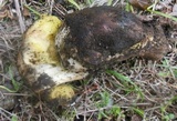 Boletus impolitus image
