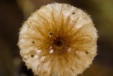 Crinipellis piceae image