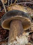 Tylopilus porphyrosporus image