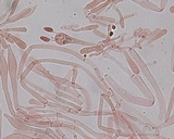 Tylopilus porphyrosporus image