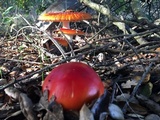 Amanita muscaria f. flavivolvata image
