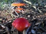 Amanita muscaria f. flavivolvata image