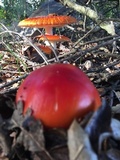 Amanita muscaria f. flavivolvata image