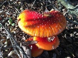 Amanita muscaria f. flavivolvata image