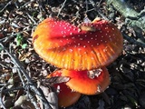 Amanita muscaria f. flavivolvata image