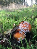 Amanita muscaria f. flavivolvata image